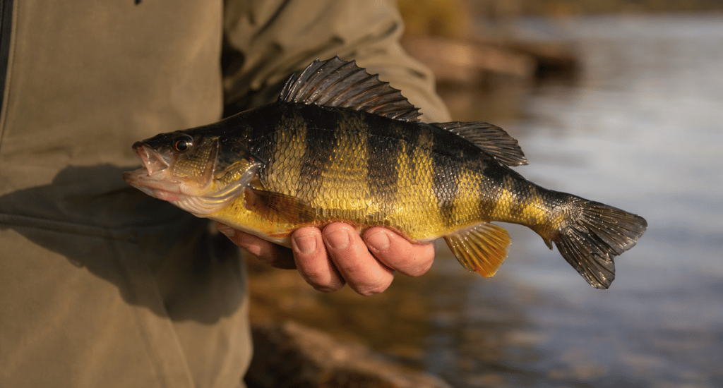 FI - Fly Fishing for Perch_ The Mighty Angler_s Complete Guide & Tactics