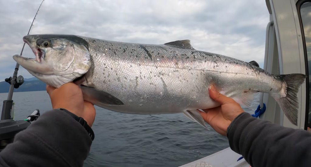 Fly Fishing for Coho_ The Complete Guide for 2026