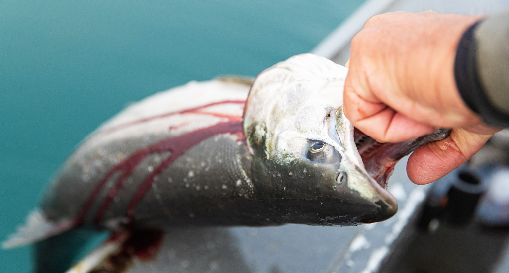 How to Catch Coho on the Fly