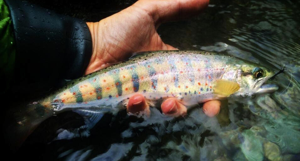 Japanese Trout