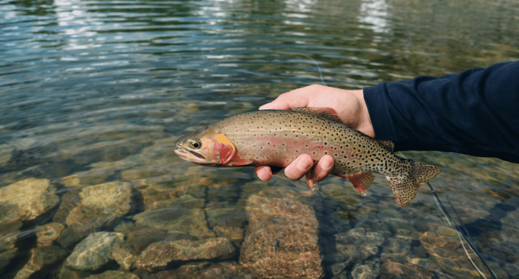 Alpine Lake Fly Fishing Ethics