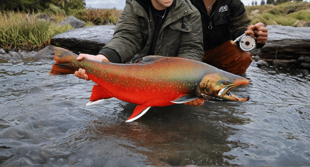 Fly Fishing For Arctic Char