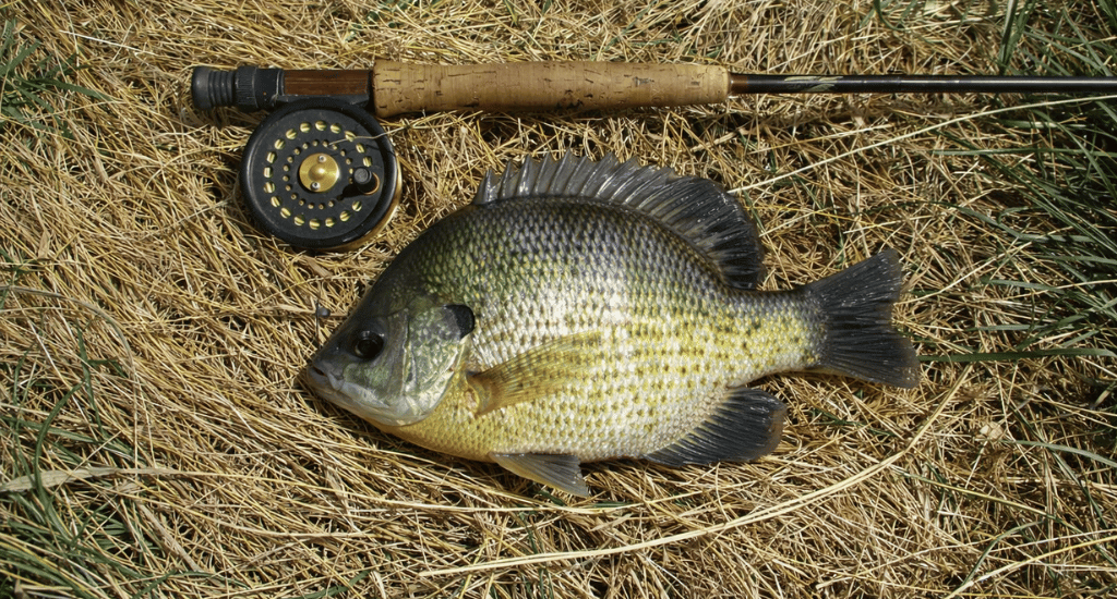Catch BIG Bluegill
