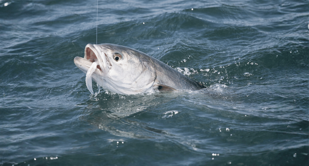 Fighting and Landing_ Handling Powerful, Toothy Predators