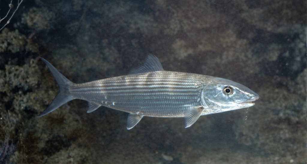 How Do You Successfully Fly Fish for Bonefish