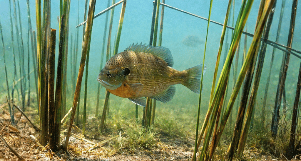 Where and When to Fly Fish for Bluegill