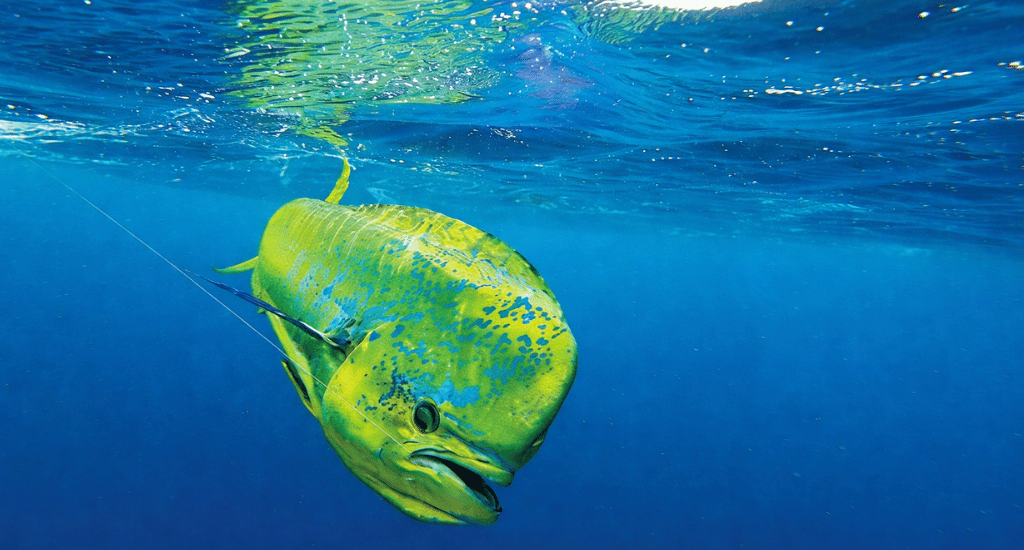 How We Found the Mahi - Reading the Water Offshore