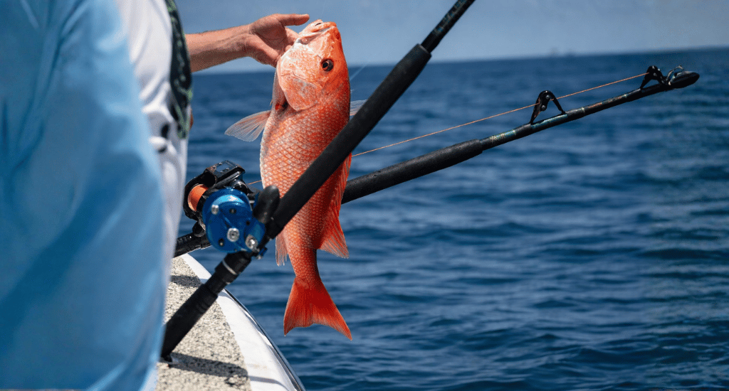 The Reef Stop - Switching Gears for Red Snapper